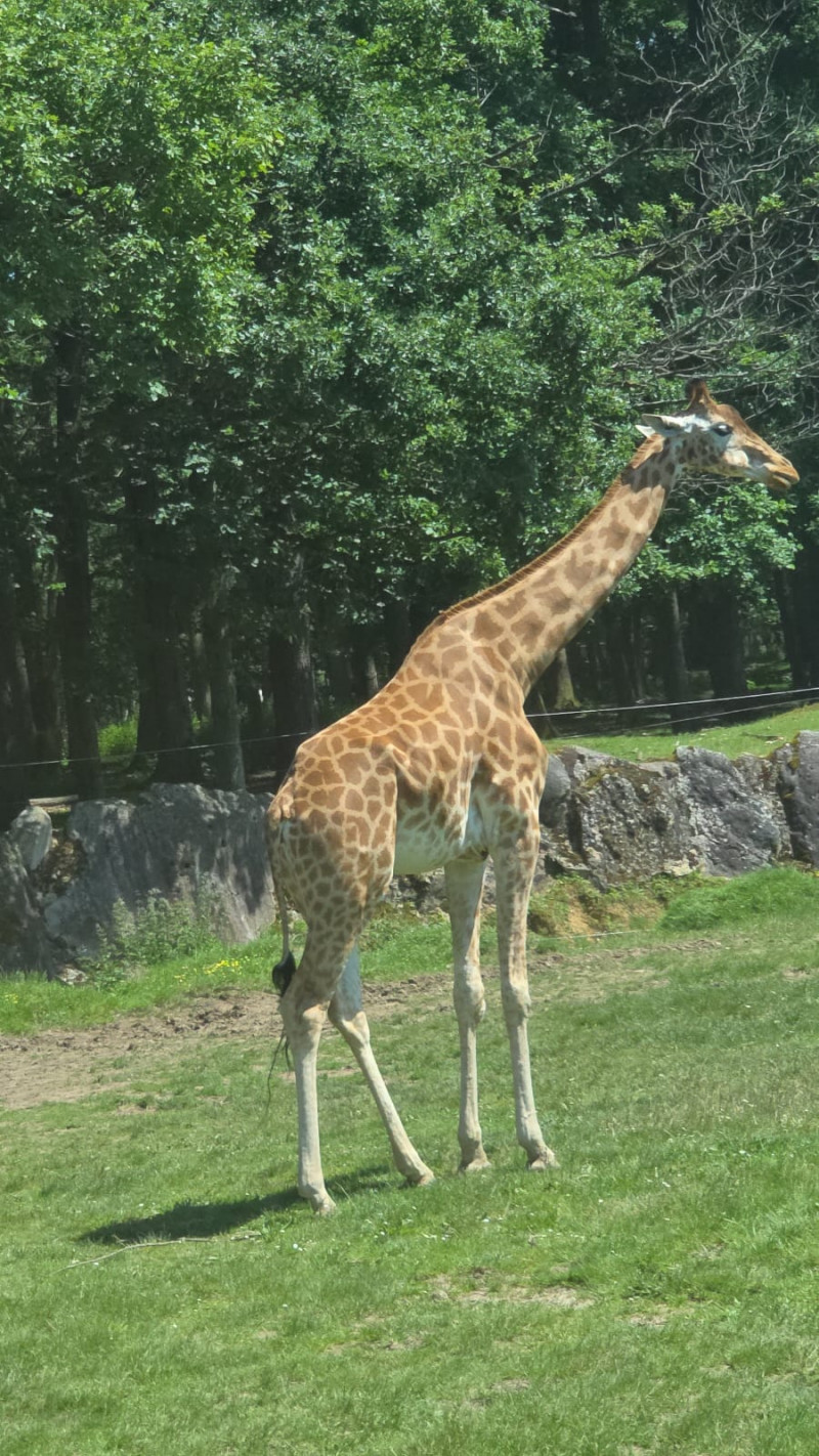 Sortie au zoo de Thoiry