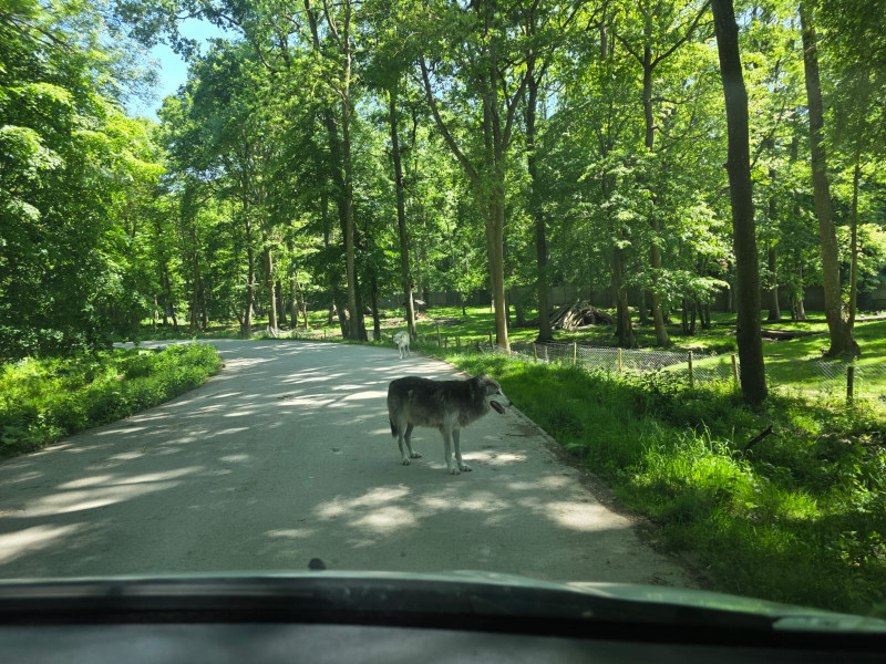Sortie au zoo de Thoiry